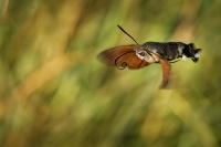 Dlouhozobka svizelova - Macroglossum stellatarum - Hummingbird hawk-moth 3227